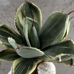 2025年最新】ライムストリークの人気アイテム - メルカリ