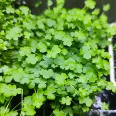 にゃんまる様 リクエスト 2点 まとめ商品