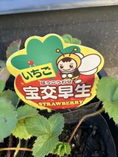 2025年最新】宝交早生 苗の人気アイテム - メルカリ