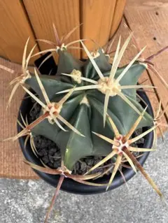 hygn5314様 リクエスト 2点 まとめ商品