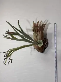 【150㌢】【極太根元周囲25㌢】【激レア短葉】ユッカ グロリオサ キミガヨラン 150㌢】【極太根元周囲25㌢】【激レア短葉】ユッカ グロリオサ