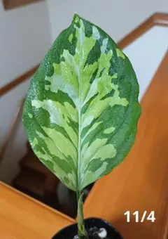 アグラオネマ 極美マルチカラー アグラオネマ 極美マルチカラー - その他観葉植物販売 中