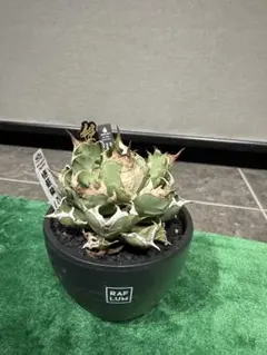 VALIEM×COOL CACTUS⁎ HABITAT限定ニ点セット バリエム - メルカリ