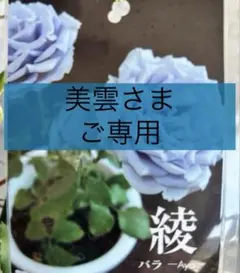 薔薇苗 綾 バラ苗 新苗 Aya 青薔薇 ブルーローズ 生花 - メルカリ