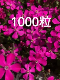 からまつりんたろう様 リクエスト 2点 まとめ商品