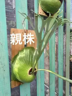 P. willinckii JH-1 子株 P. willinckii JH-1 子株 P. willinckii 'JH-1' 子株 ビカクシダ