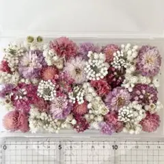 ドライフラワー ガーデニング