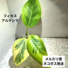 2026年最新】観葉植物 フィカスの人気アイテム - メルカリ