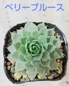 さら︎✿様 リクエスト 3点 まとめ商品