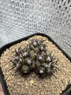 はなお様 リクエスト 2点 まとめ商品