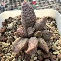 多肉植物 カランコエ もふもふ兎シリーズ♡ 激レア♪ コリス 抜き苗 ☆専用☆ 多肉植物 カランコエ もふもふ兎シリーズ♡ リクエスト苗 4兎