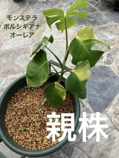 2025年最新】モンステラ オーレアの人気アイテム - メルカリ