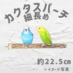 2025年最新】カクタスパーチの人気アイテム - メルカリ