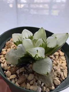 ハオルチア ナイルの一滴 カキ仔 未発根 カット小苗 - メルカリ