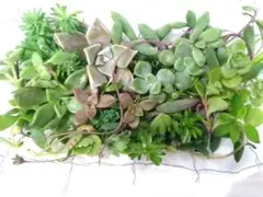 多肉植物寄せ植え　ブロンズ姫、ルビーネックレス、セダム、ブローメアナ、虹の玉等