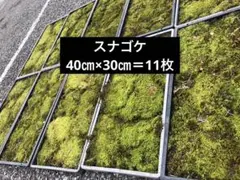 【大容量】天然スナゴケ 無農薬 11枚 （約40cm×30cm）テラリウム 苔庭 大容量】天然スナゴケ 無農薬 11枚 （約40cm×30cm）テラリウム 苔庭