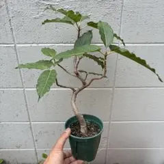 실제 무화과나무 눈 폭풍