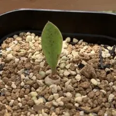 鶏*こ様 希少 キャノン サンセベリア 特殊個体 抜き苗 - メルカリ