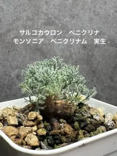 モンソニア　ペニクリナム　実生　サルコカウロン　ペニクリナ　12-3