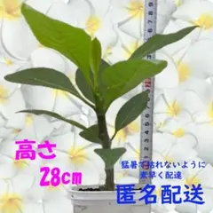 ☆ハワイの色形☆ プルメリア 苗木 高さ28cm ホワイトイエロー 2