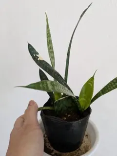 2026年最新】サンスベリア ブラックの人気アイテム - メルカリ