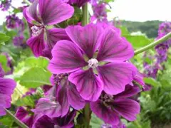 シャー様 リクエスト 9点 まとめ商品