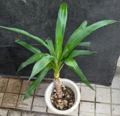 越冬済み まとめ買いOK エレファンティペス　メキシコ　ユッカ　サボテン　アガベ ユッカ エレファンティペス斑入り | mana's farm:塊根植物・アガベ