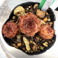 多肉植物 ジョビバルバヒルタエメラルドスプリング No.180【赤