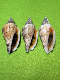 貝殻標本(沖縄の青い海の宝) オハグロガイ➁蓋付 - メルカリ