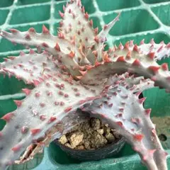 2026年最新】アロエ ハイブリットの人気アイテム - メルカリ