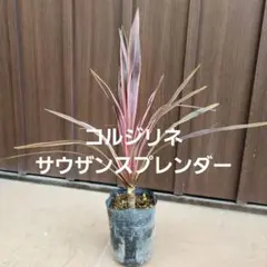 ピンクのコルジリネ　サウザンスプレンダー　ロック調セメント鉢植え　苗カラーリーフ ピンクのコルジリネ サウザンスプレンダー ロック調セメント鉢植え 苗