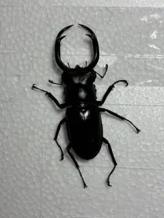 【DORCUS FUKUOKA】 標本用 ウエストウッディ カズミアエ B品ペア WD♂75m 、WD♀42ｍｍ(死虫標本用）