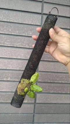 Dischidia major(Krabi, Thailand)ディスキディア - メルカリ