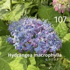 2026年最新】三河千鳥の人気アイテム - メルカリ
