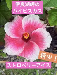 伊良湖岬のハイビスカス リリー 5寸 - メルカリ
