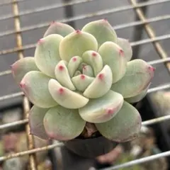 2025年最新】ミックスベリアの人気アイテム - メルカリ