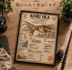 アオリイカ エギング ヴィンテージ魚類図鑑風 釣りインテリア 額入りポスター