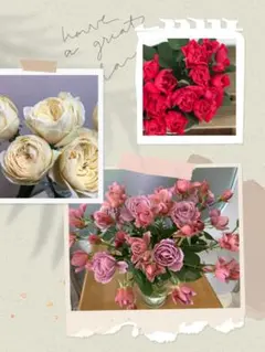 和バラ 接木苗 新苗 3苗セット❗️切花品種のサムネイル