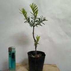 植木苗イチイのサムネイル