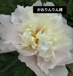 ご依頼品 八重咲きヘメロカリス レモンクリーム 苗 掘り起こし遅延了承済み ご依頼品 八重咲きヘメロカリス レモンクリーム 苗 掘り起こし遅延了承