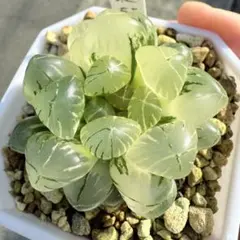 ラ*み様 多肉植物 ハオルチア 九尾狐錦 透明窓 超美品 糊斑 - メルカリ