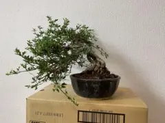 福岡県鬼木様の紫陽花☆筑紫路風 寄せ植えミックス☆14号鉢☆購入希望