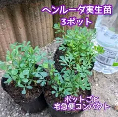 sakura様 リクエスト 2点 まとめ商品