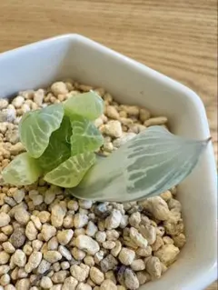 2025年最新】ハオルチア 白蛇伝の人気アイテム - メルカリ