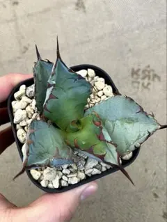 特選アガベ カキコ●メルカリ便 チタノタ 検索;サラマンダーsalamander 特選アガベ カキコ○メルカリ便 チタノタ 検索;サラマンダーsalamander