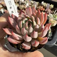 2025年最新】おらいさんの人気アイテム - メルカリ