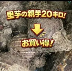 約20キロ！里芋の親芋！お買い得！おいしい！芋煮会にも！激安！