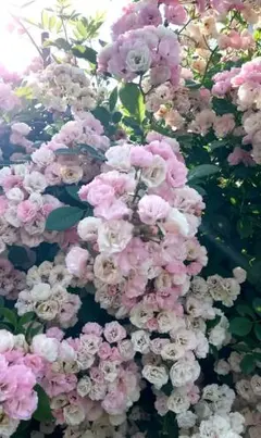 2本☆ぐんまい根付きミニ苗メルカリ便トゲなしつるバラセット群舞グンマイ棘無し薔薇