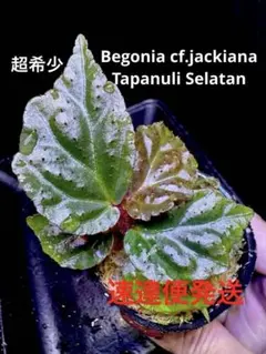 2026年最新】BEGONIA cf.の人気アイテム - メルカリ