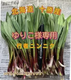 北海道 十勝産 天然行者にんにく ゆりこ様専用
